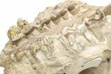 Fossil Running Rhino (Subhyracodon) Partial Skull - Wyoming #216121-8